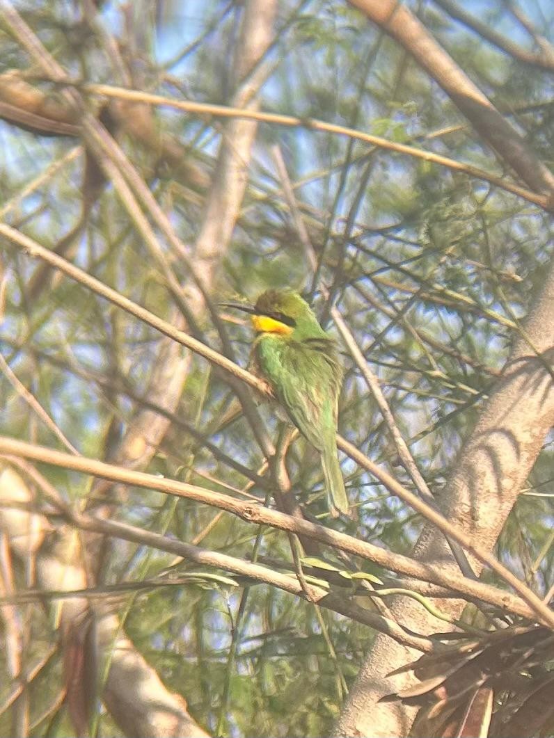 Little Bee-eater - ML650657161