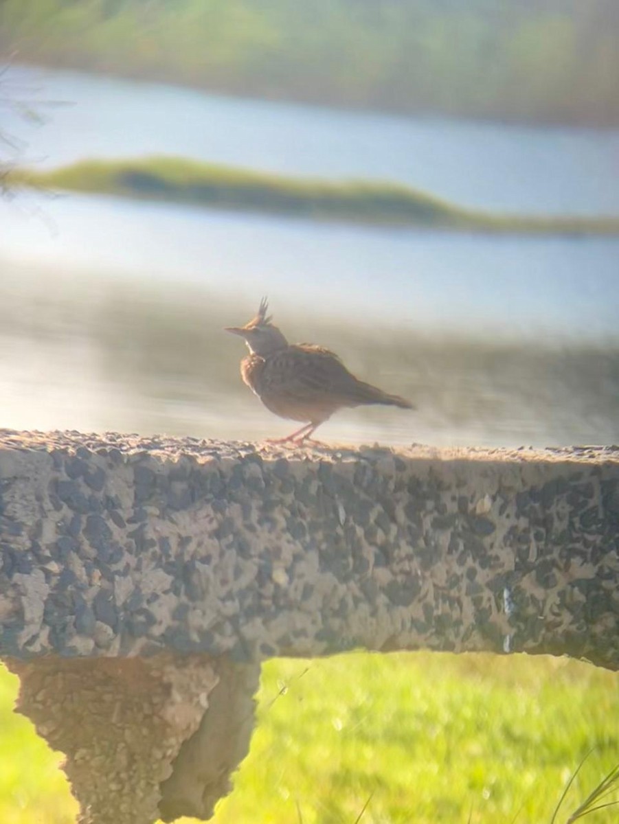 Crested Lark - ML650657168