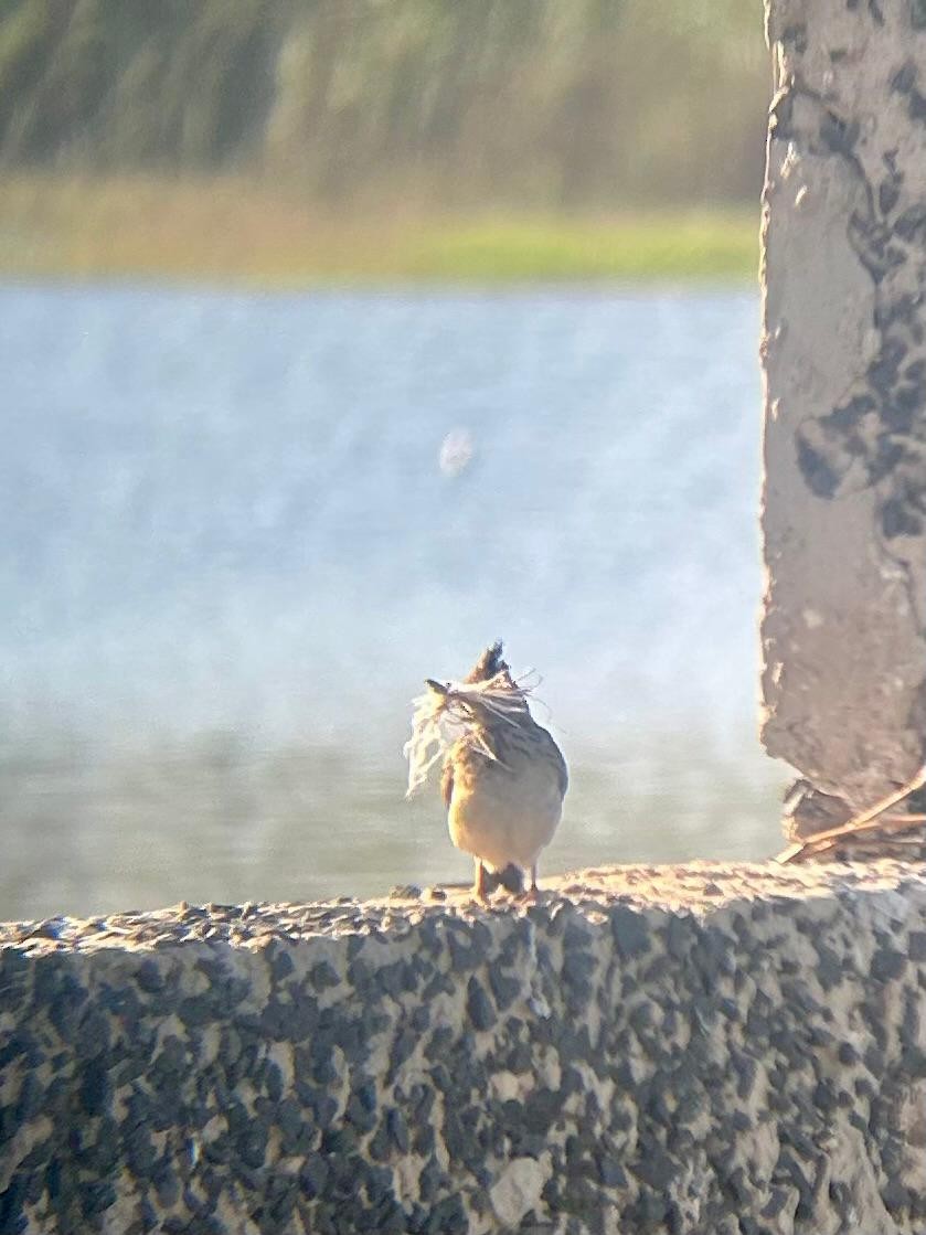 Crested Lark - ML650657176