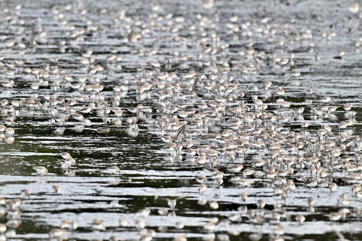 Bergstrandläufer - ML650657181