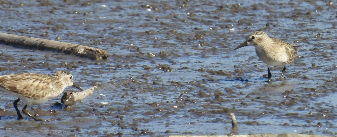 Bergstrandläufer - ML650657186