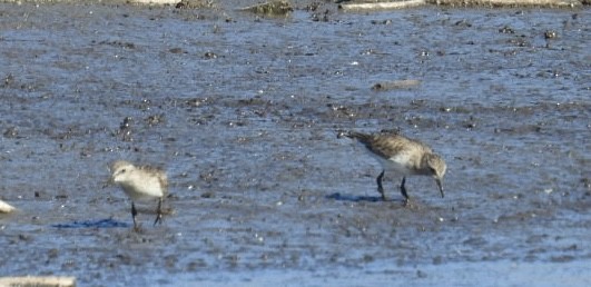 Bergstrandläufer - ML650657187