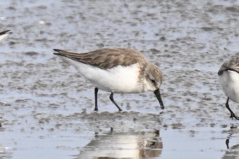 Bergstrandläufer - ML650657195