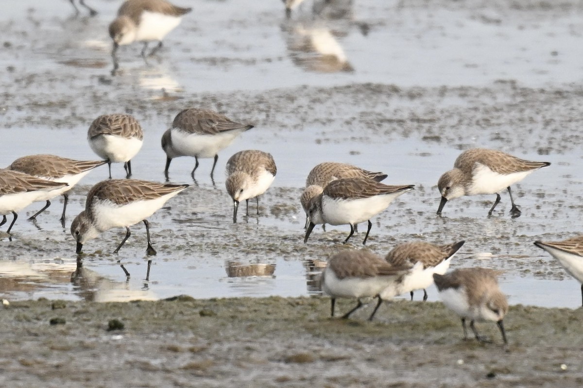 Bergstrandläufer - ML650657197