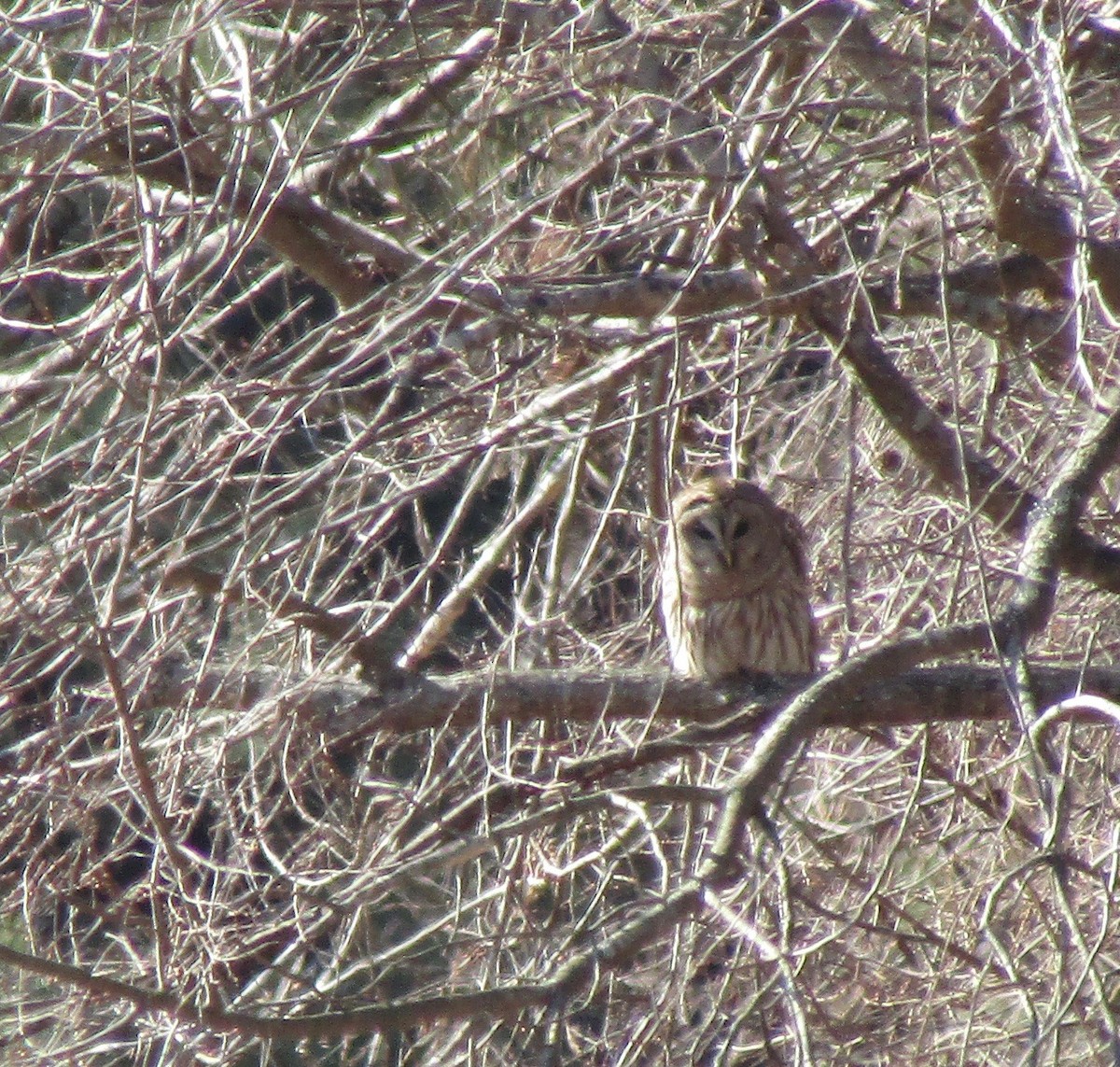 Barred Owl - ML650657227