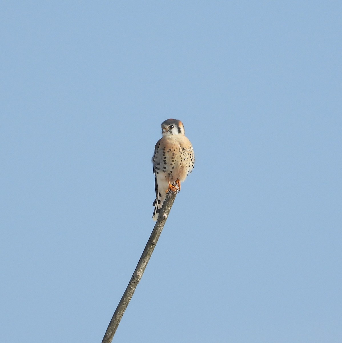 American Kestrel - ML650657430