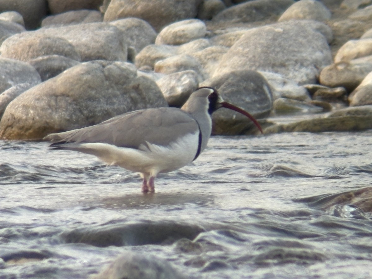 Ibisbill - ML650657526