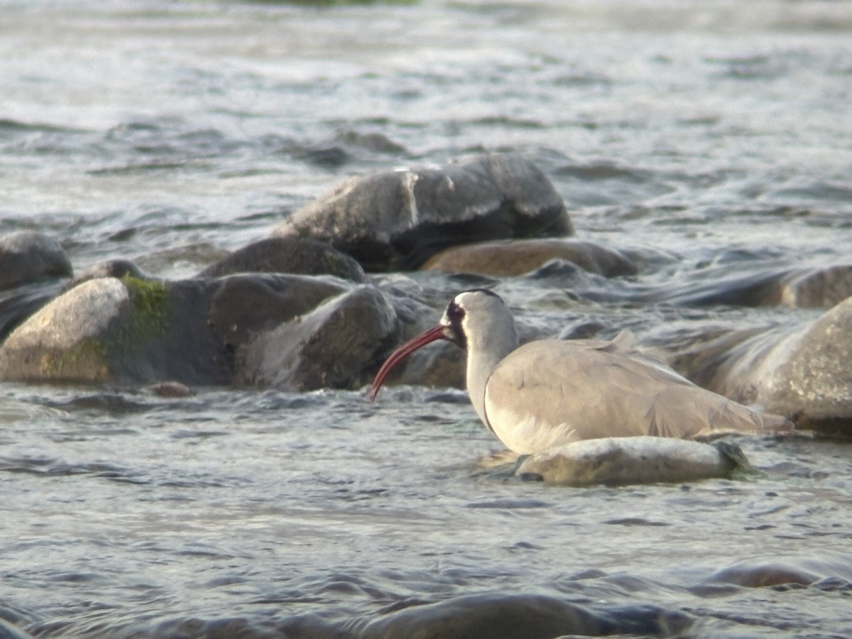 Ibisbill - ML650657527