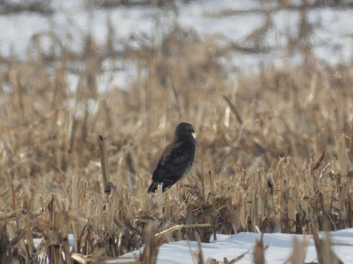 Northern Harrier - ML650657595