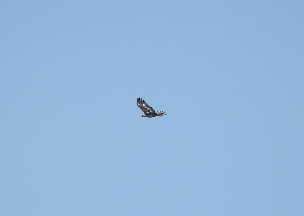 Golden Eagle - ML650657785