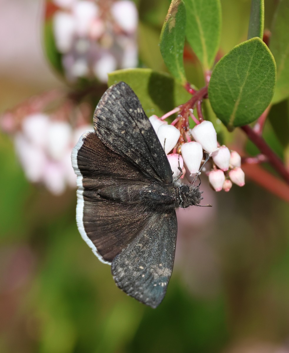 Funereal Duskywing - ML650657923