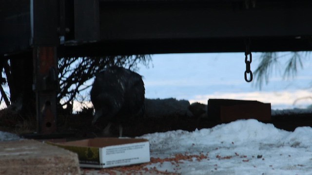 kondor havranovitý - ML650657959