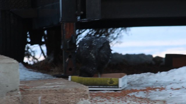 kondor havranovitý - ML650657965