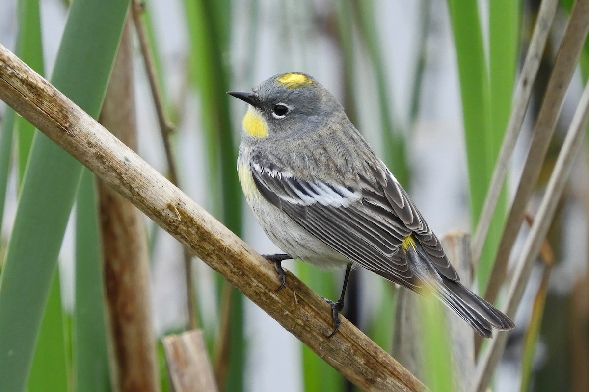 Yellow-rumped Warbler (Audubon's) - Georgia Gerrior