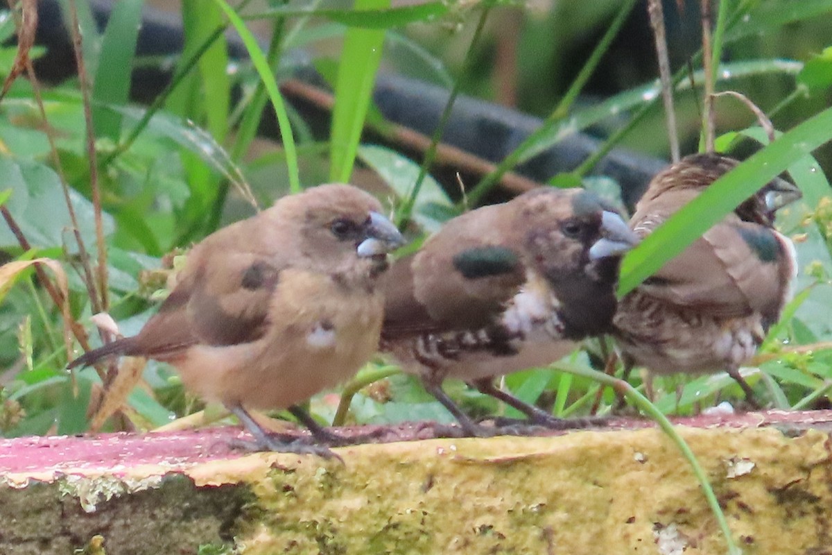 Bronze Mannikin - ML650658172