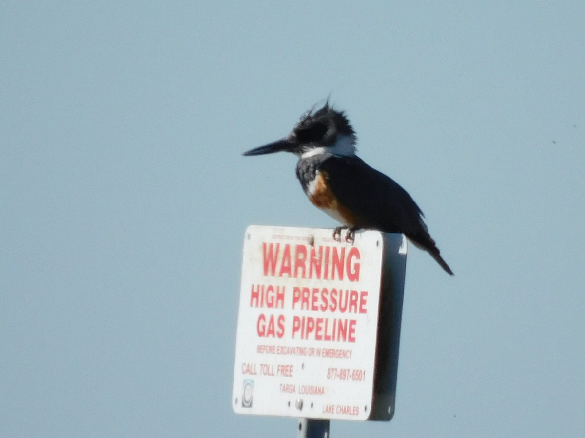 アメリカヤマセミ - ML650658431