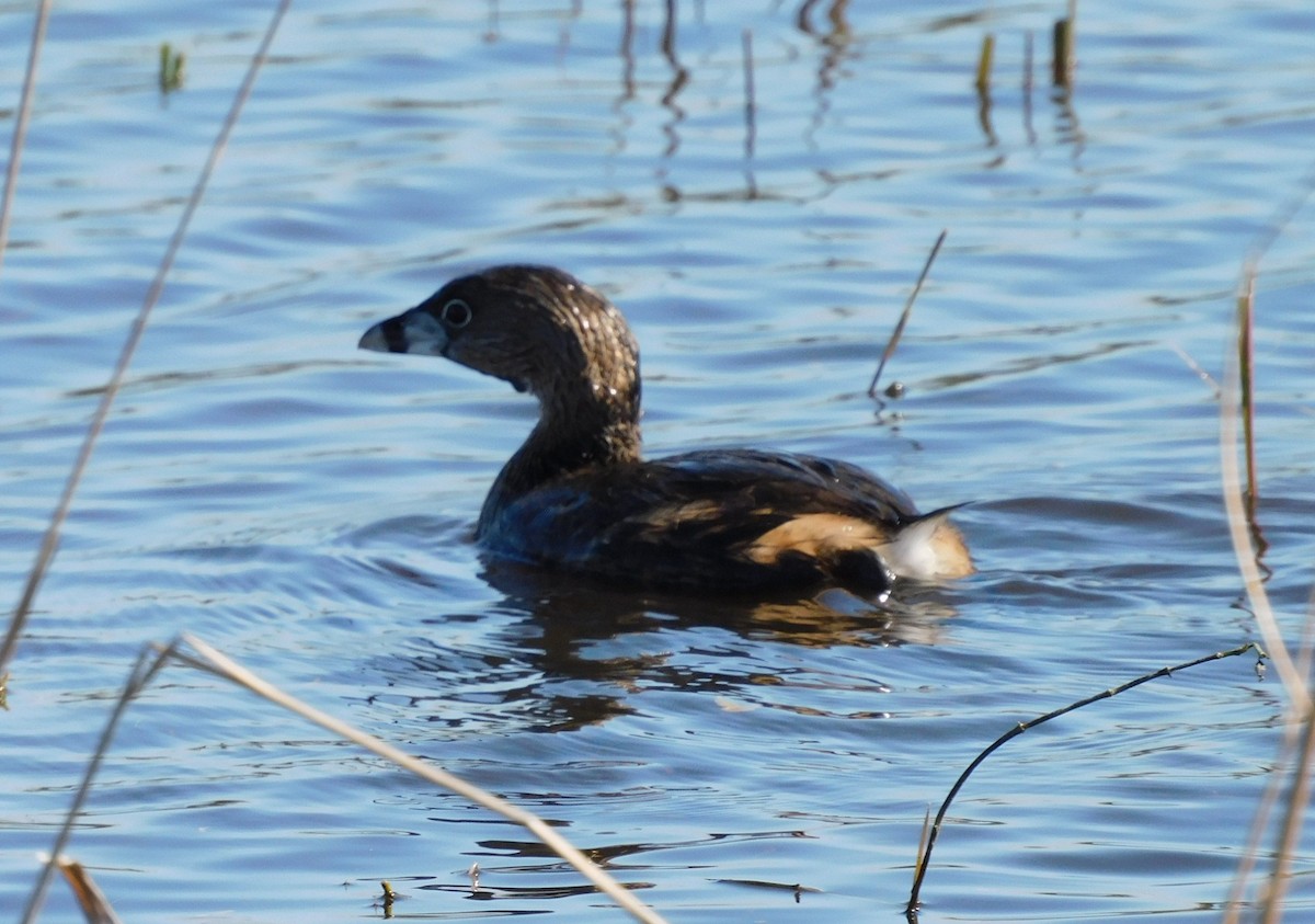 オビハシカイツブリ - ML650658461