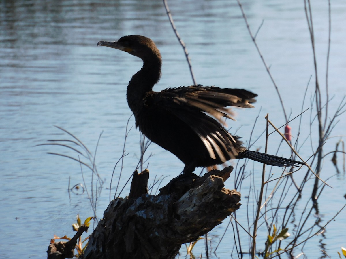 ナンベイヒメウ - ML650658463