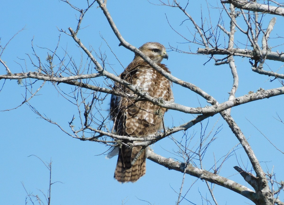 アカオノスリ - ML650658466