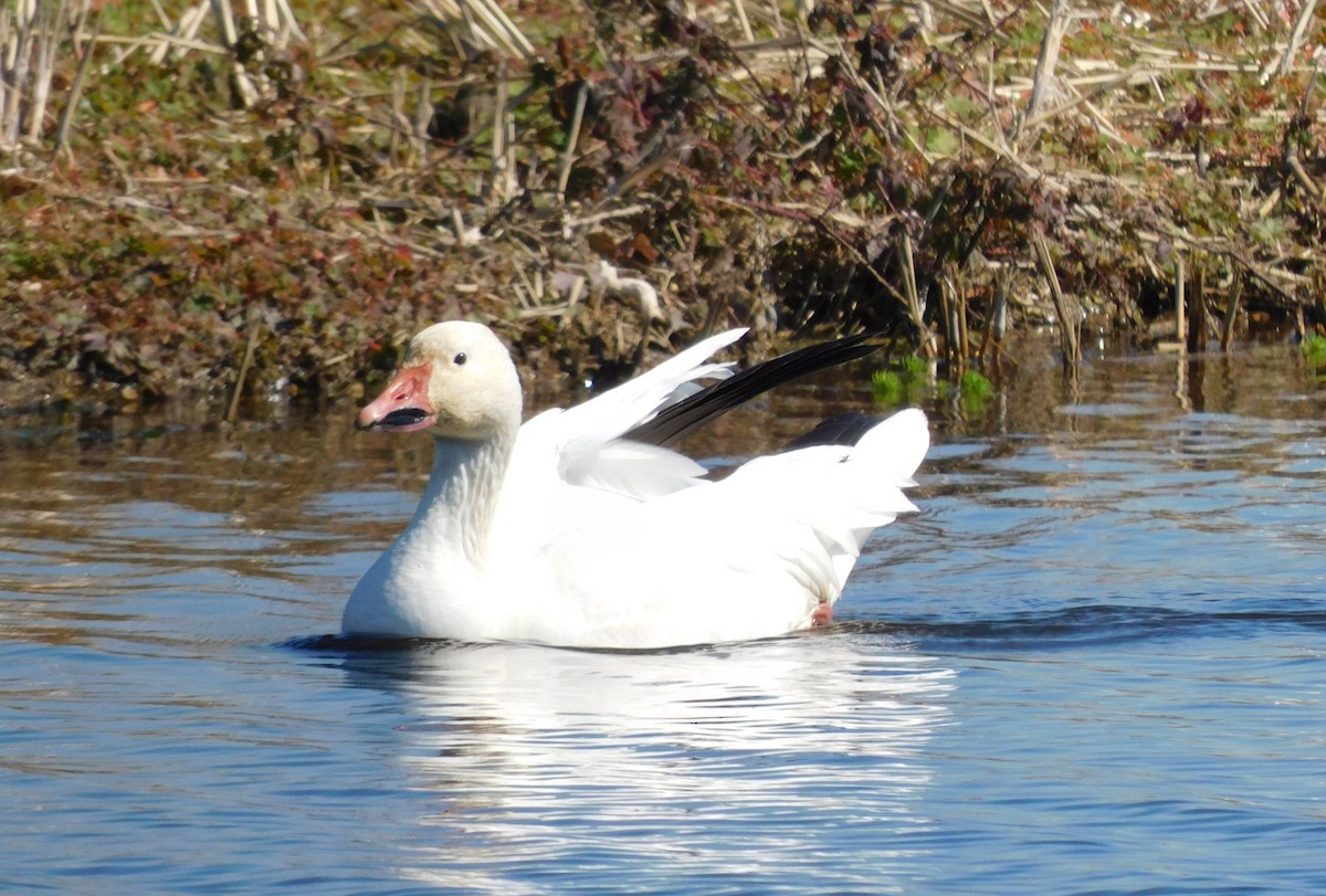 ハクガン - ML650658474