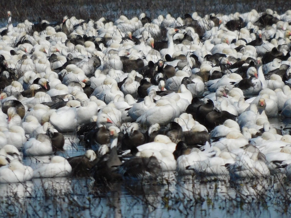 ハクガン - ML650658475