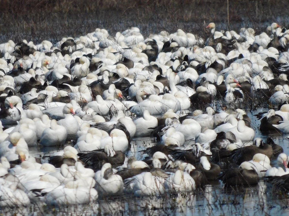 ハクガン - ML650658476