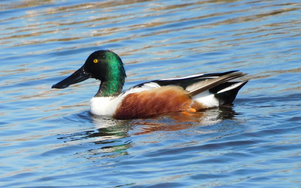 ハシビロガモ - ML650658486