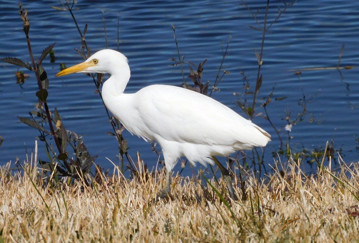 ニシアマサギ - ML650658488