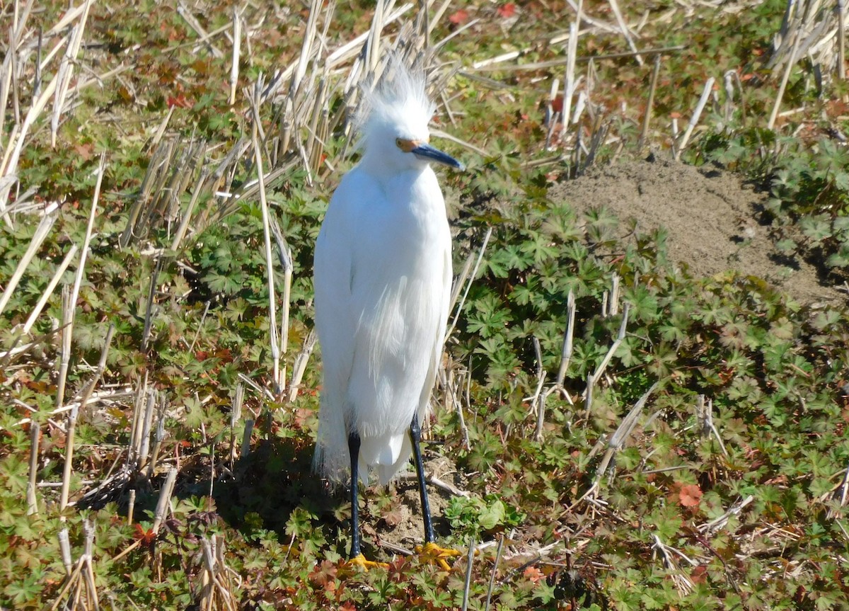 ユキコサギ - ML650658492