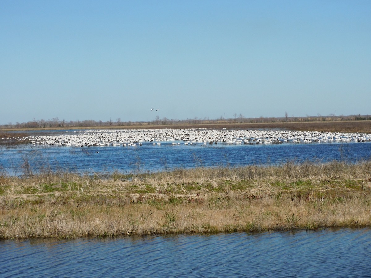 ハクガン - ML650658504