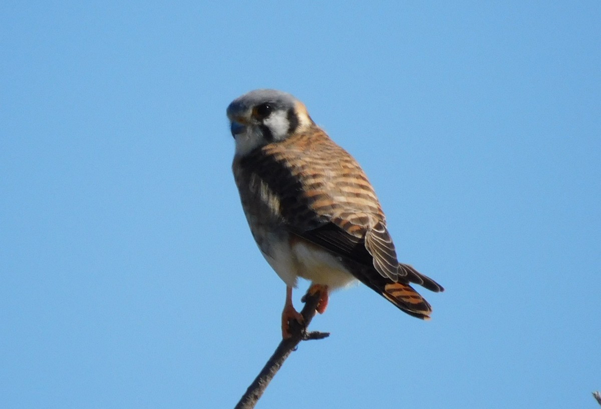 アメリカチョウゲンボウ - ML650658529