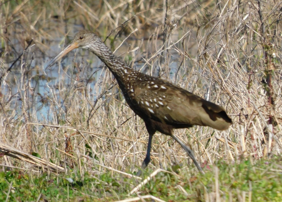 ツルモドキ - ML650658538