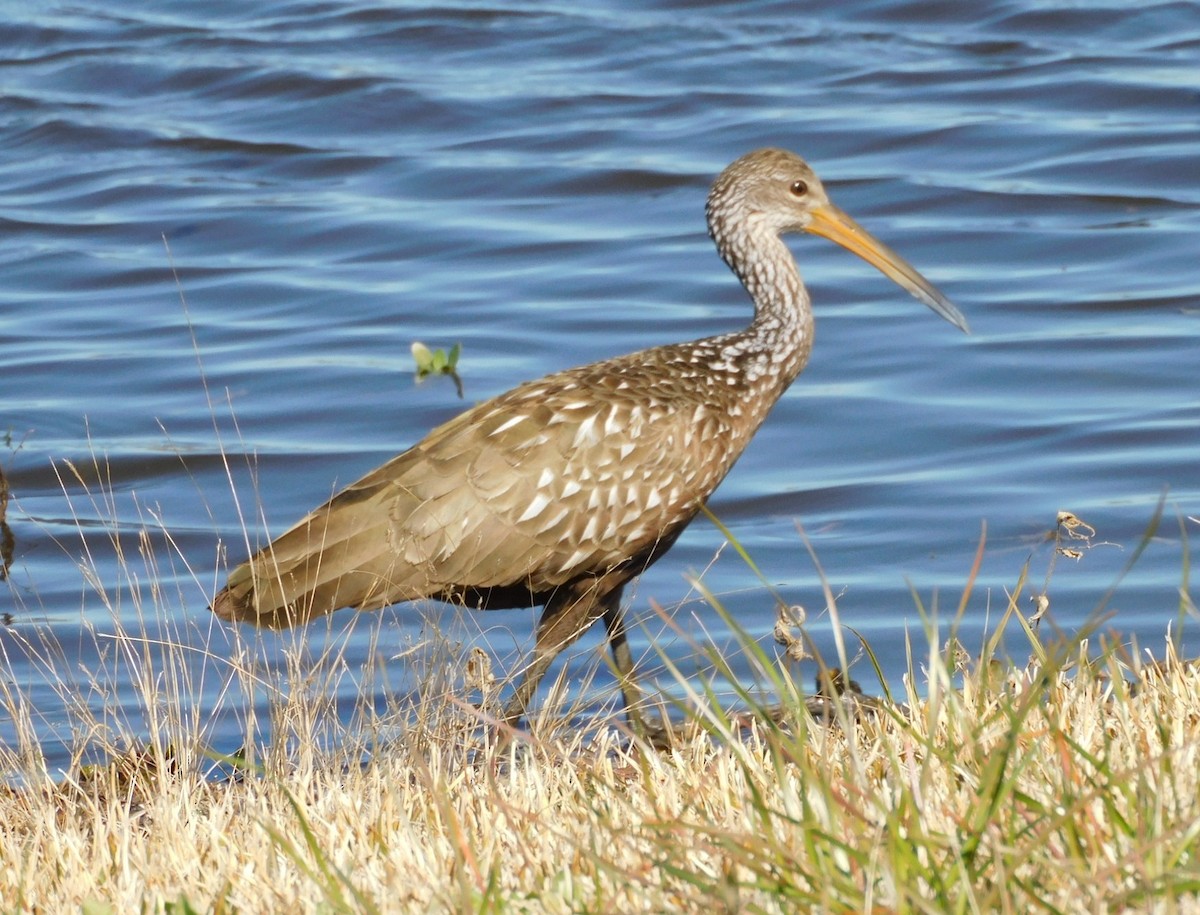 ツルモドキ - ML650658539