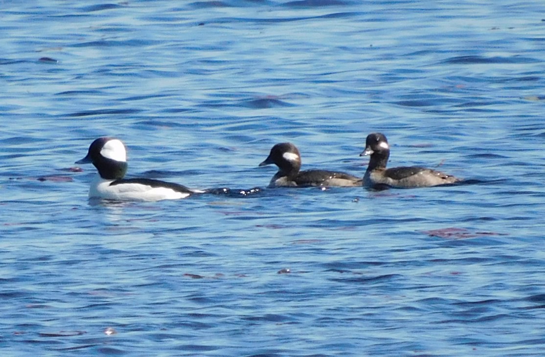 ヒメハジロ - ML650658560