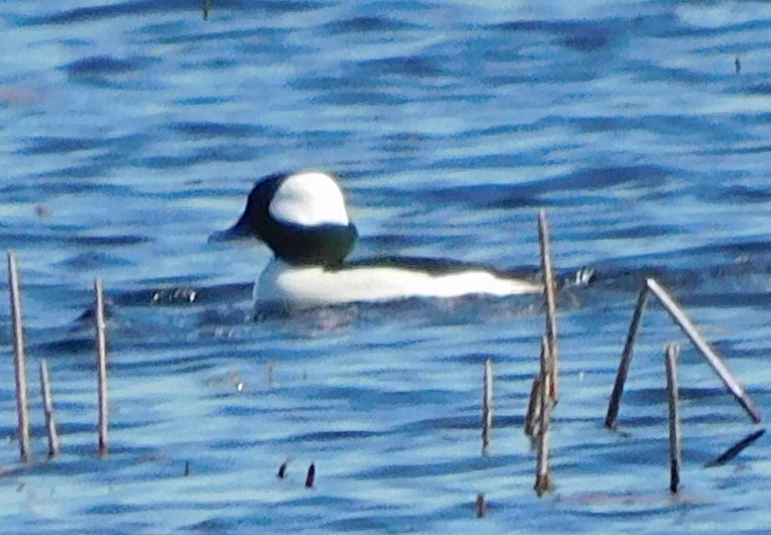 ヒメハジロ - ML650658561