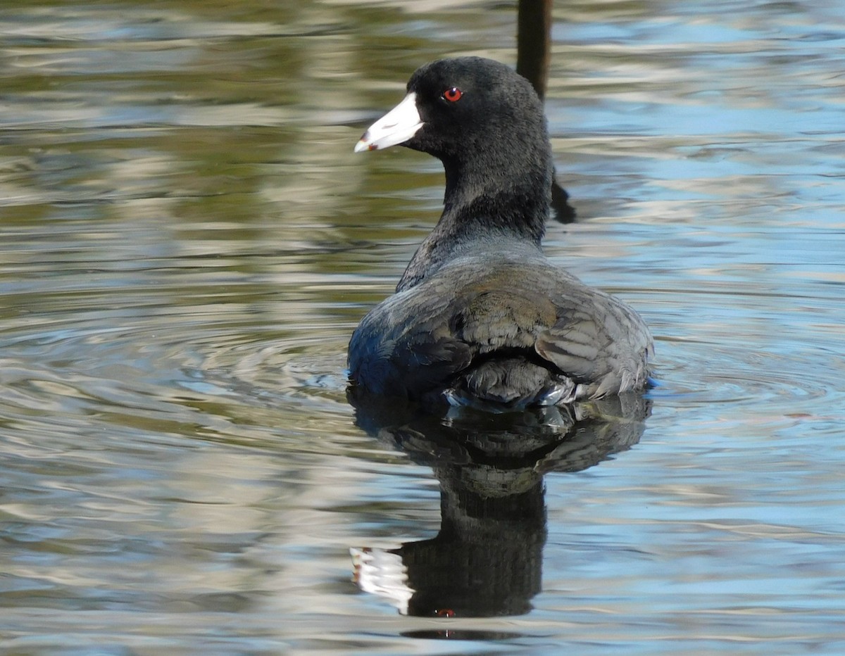 アメリカオオバン - ML650658626