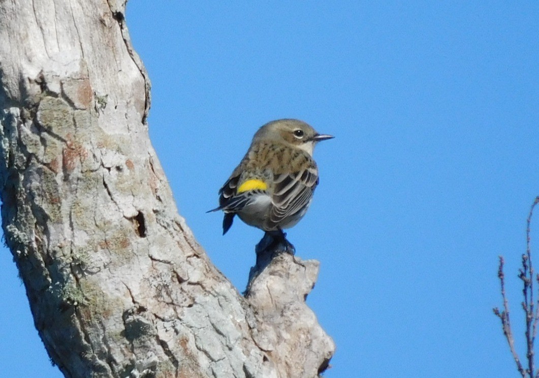 キヅタアメリカムシクイ - ML650658634