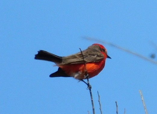 ベニタイランチョウ - ML650658659