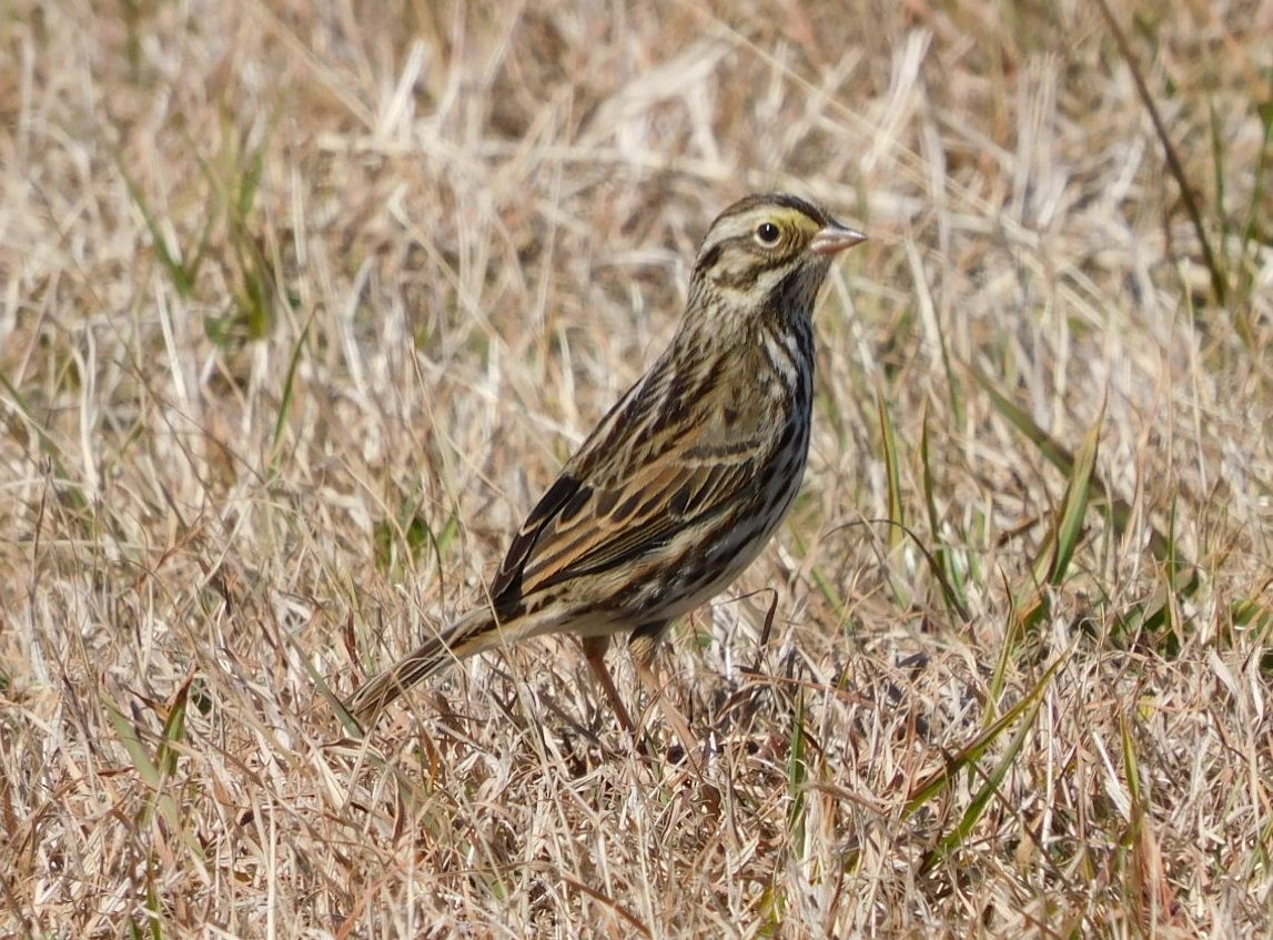 サバンナシトド - ML650658664