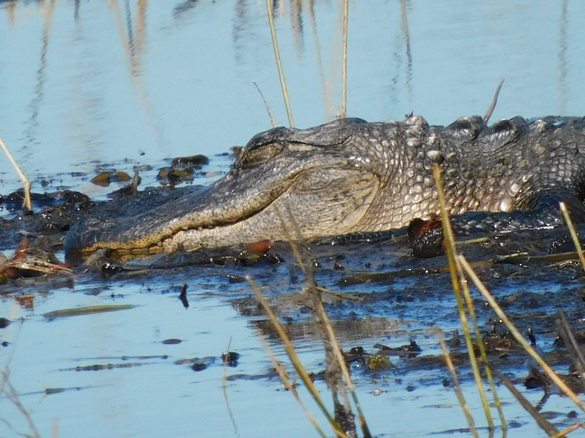 動物界 - ML650658671