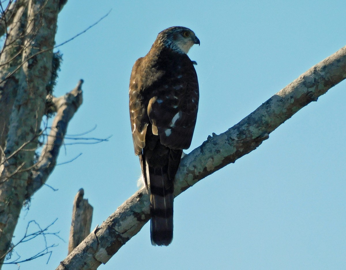 アシボソハイタカ - ML650658688