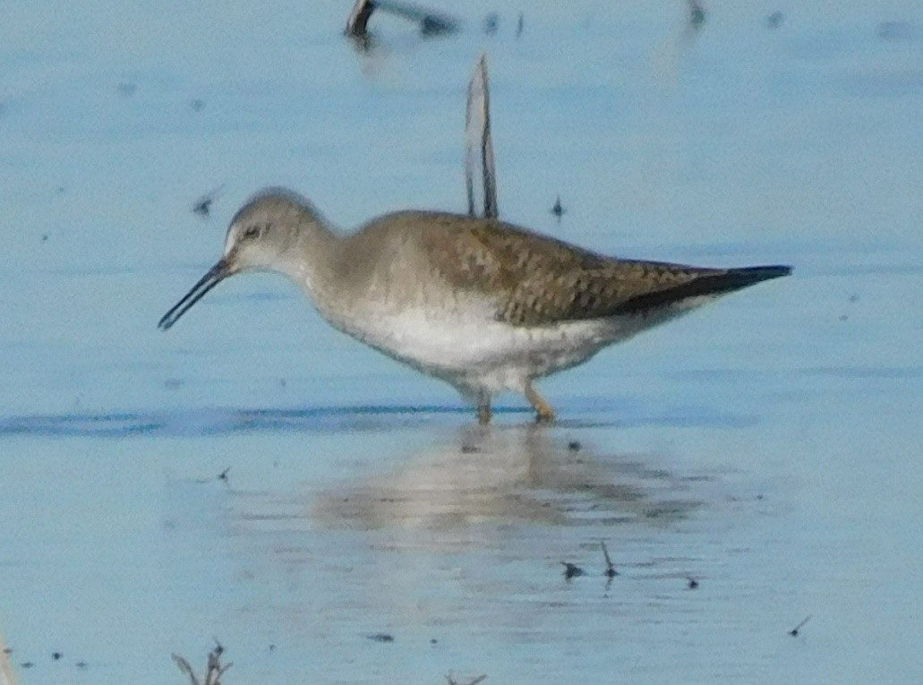 コキアシシギ - ML650658705