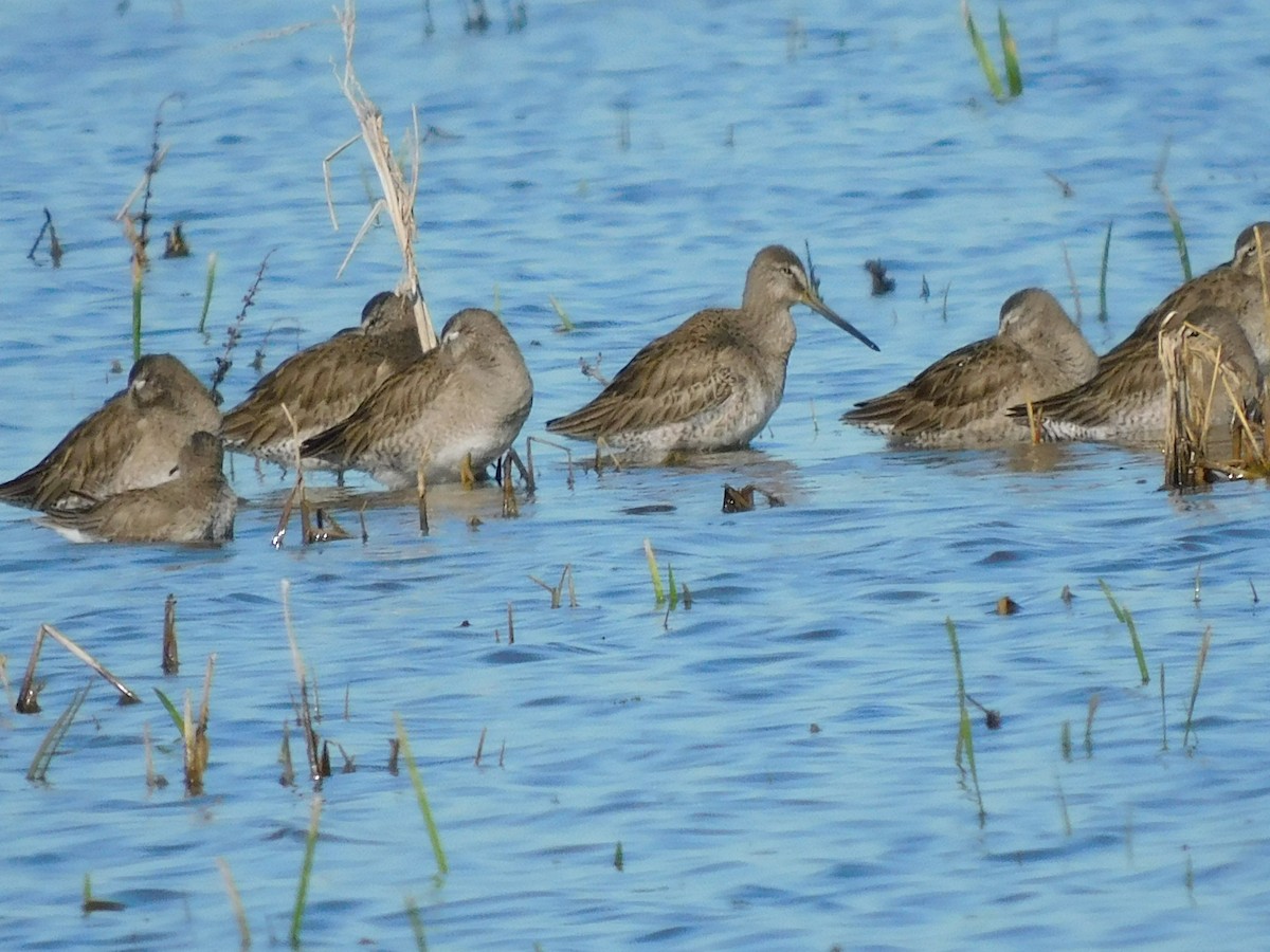 オオハシシギ - ML650658728