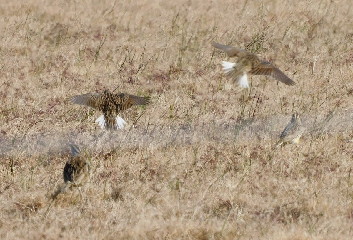 ヒガシマキバドリ - ML650658750