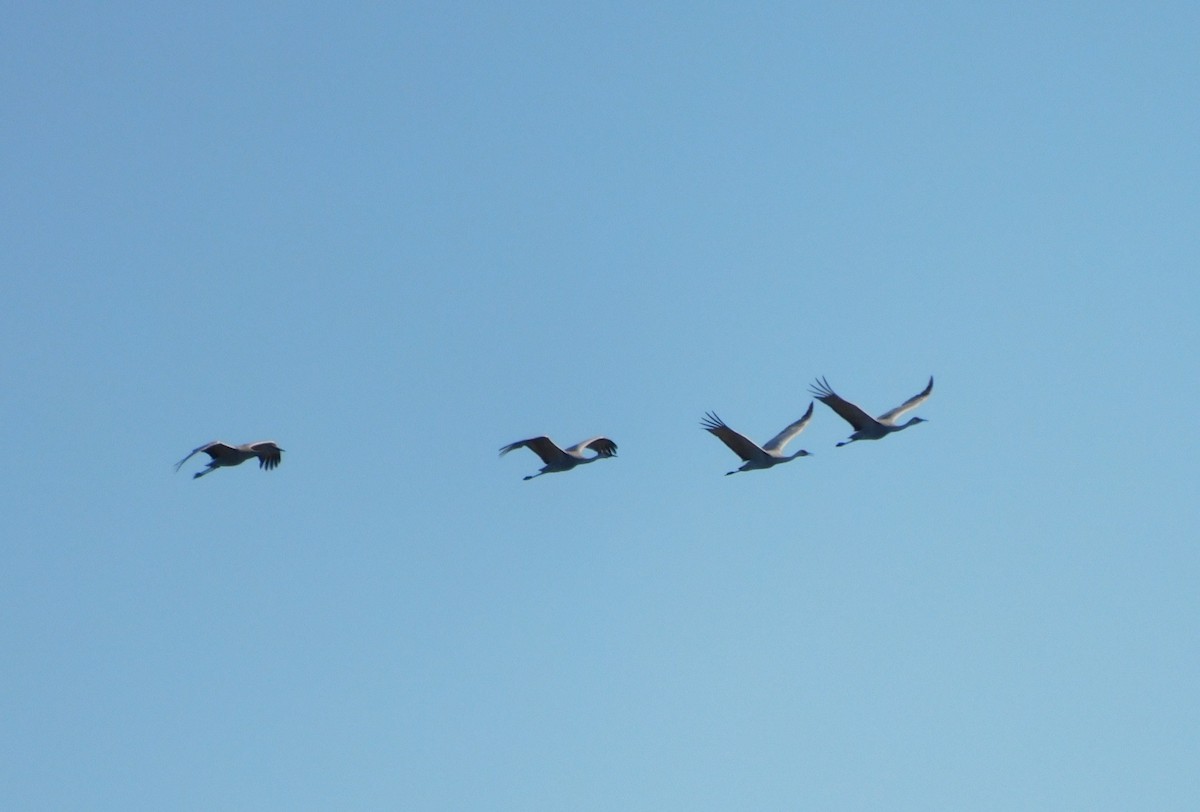 カナダヅル - ML650658781