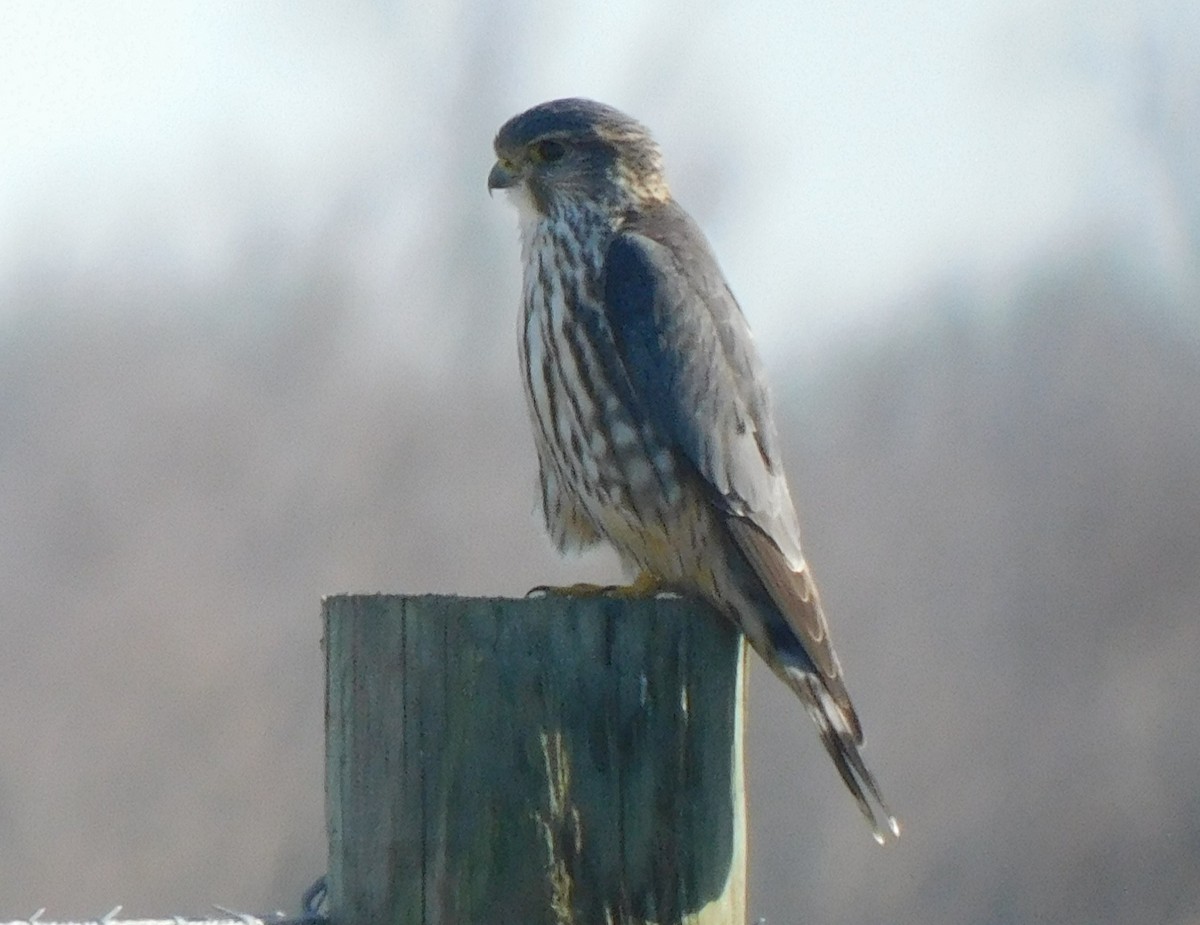 コチョウゲンボウ - ML650658786