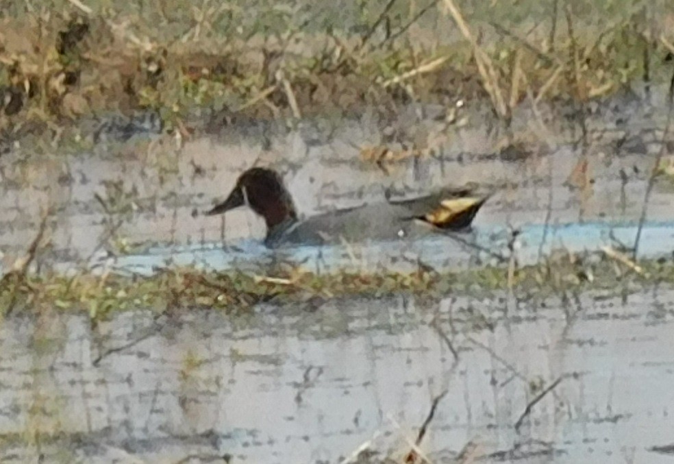 コガモ - ML650658792