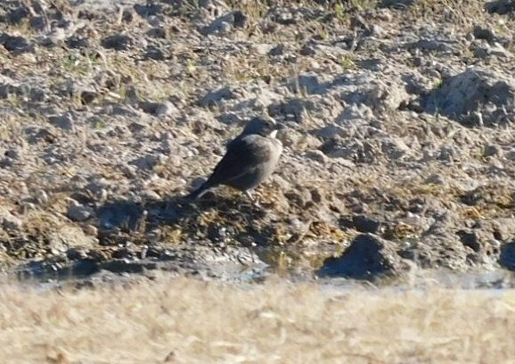 テリムクドリモドキ - ML650658809