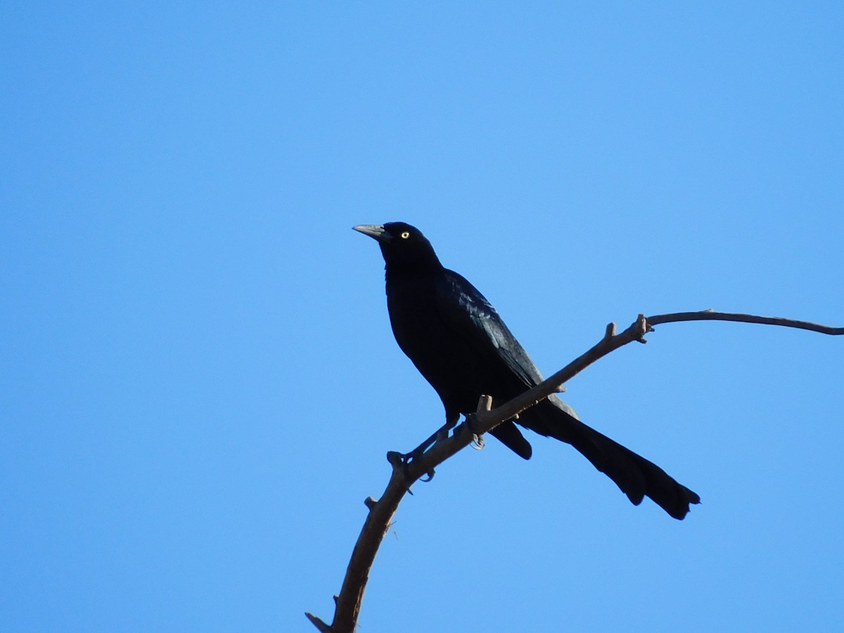 オナガクロムクドリモドキ - ML650658816