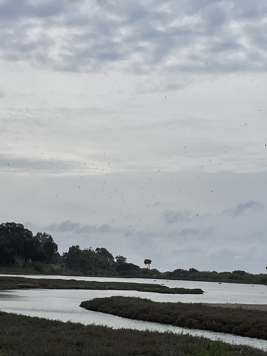 Larinae sp. - ML650658902